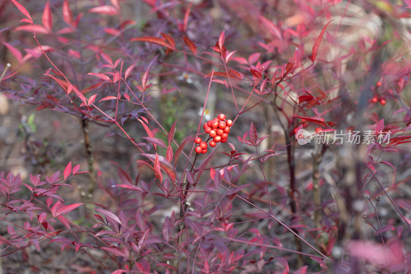 南天竹红叶植物特写