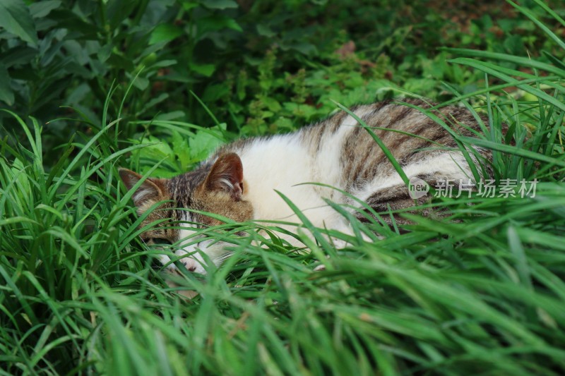 草丛里的小猫