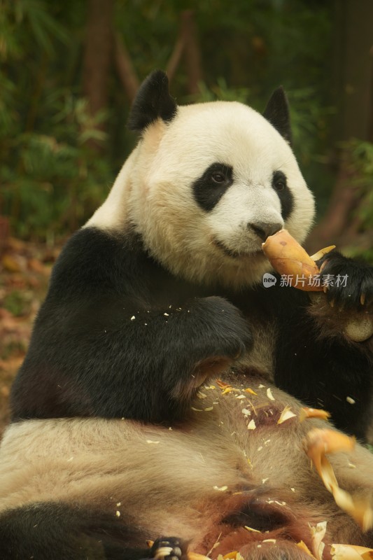 大熊猫萌萌采食画面