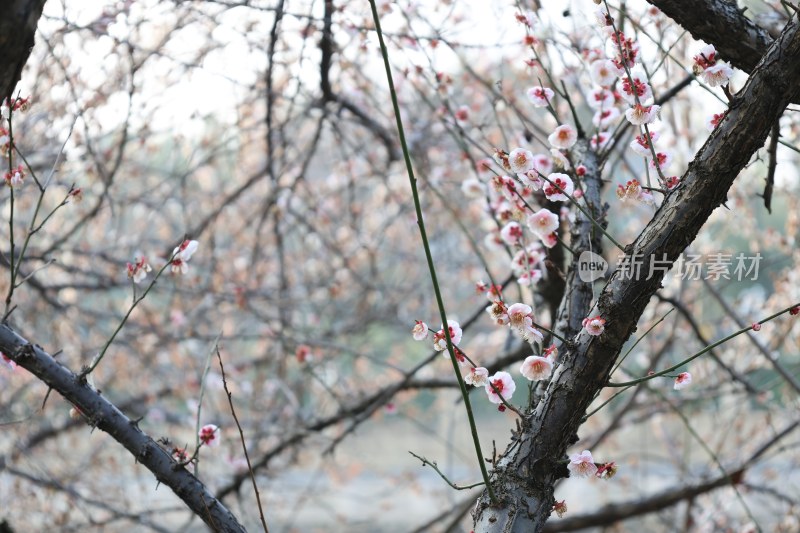 盛开的粉色梅花特写