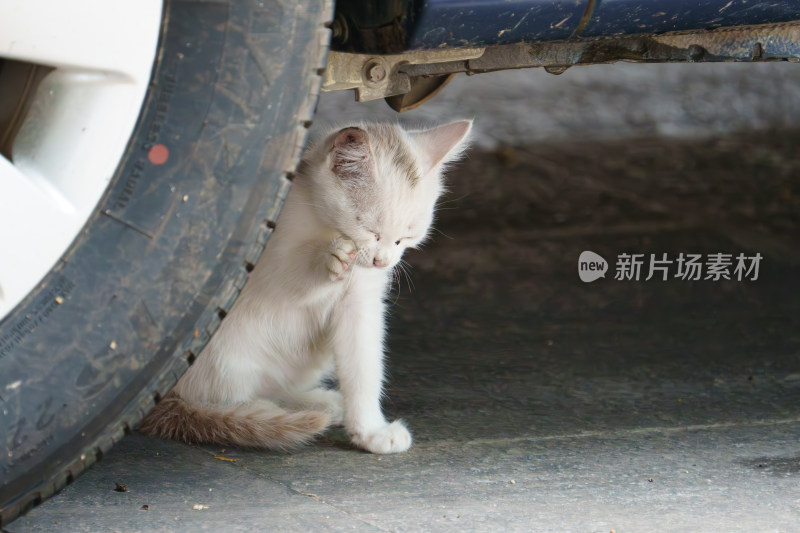 车下小白猫舔爪子的可爱模样