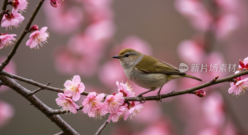 枝头小鸟与粉色花朵