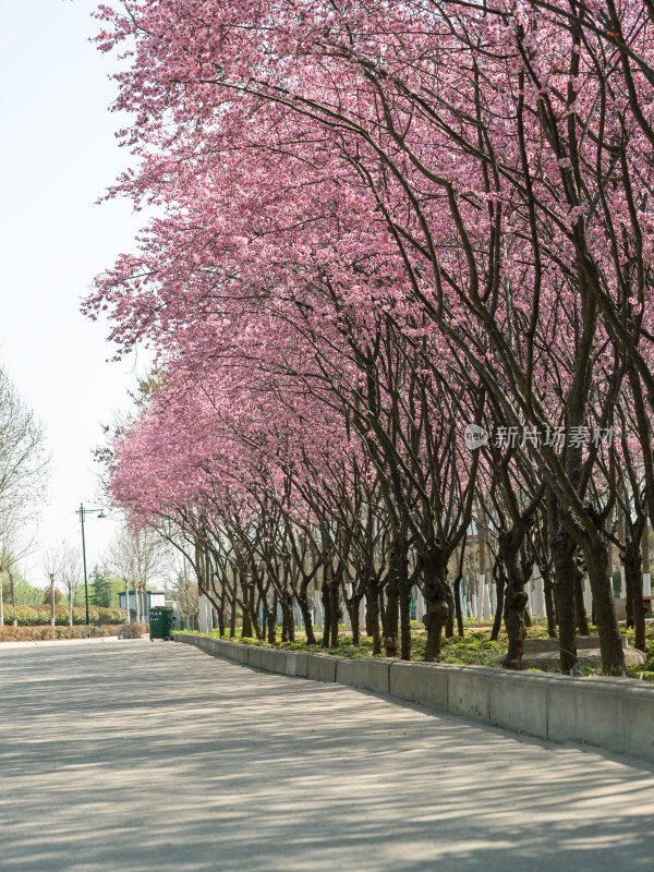 春天梅花盛开的公园小路