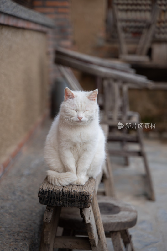 院子中休息的白猫