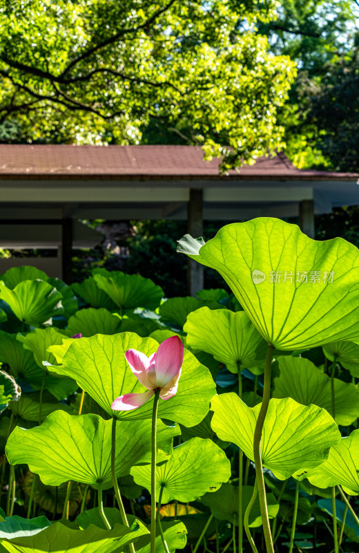 上海人民公园夏日荷花自然建筑景观