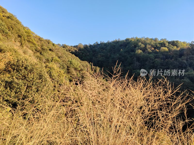 山林间枯黄野草与茂密树林景象