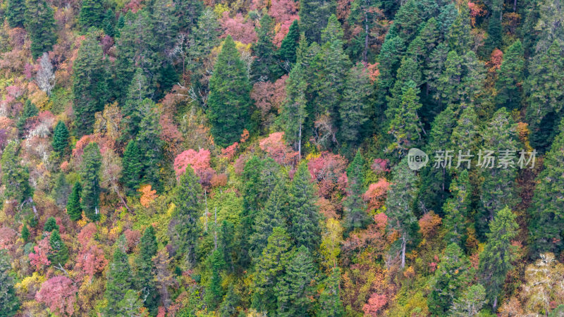 阿坝州黄龙风景名胜区秋色