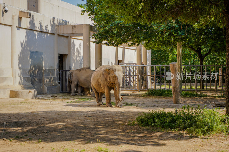 大象在动物园