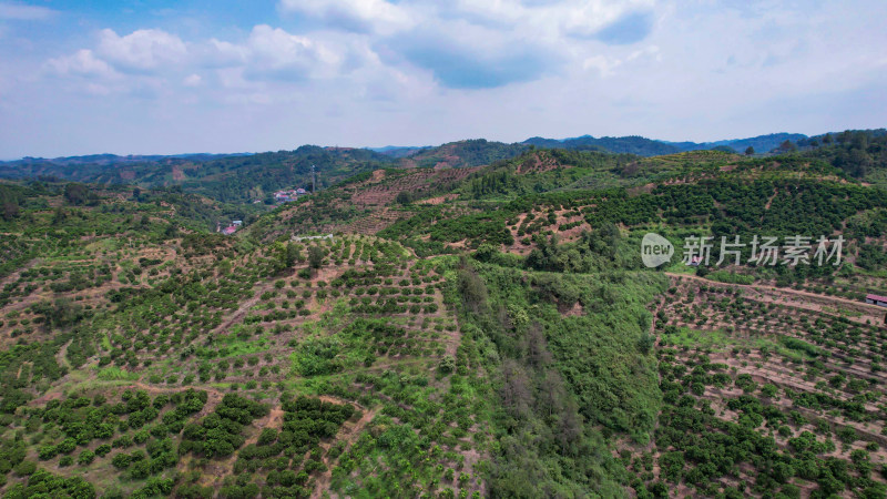 山川丘陵水果种植水果基地航拍