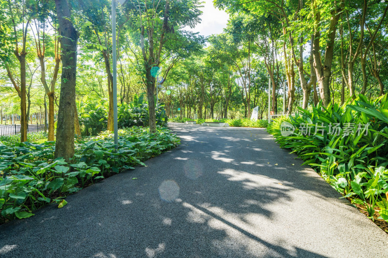 三亚市东岸湿地公园景观绿道的林荫小道