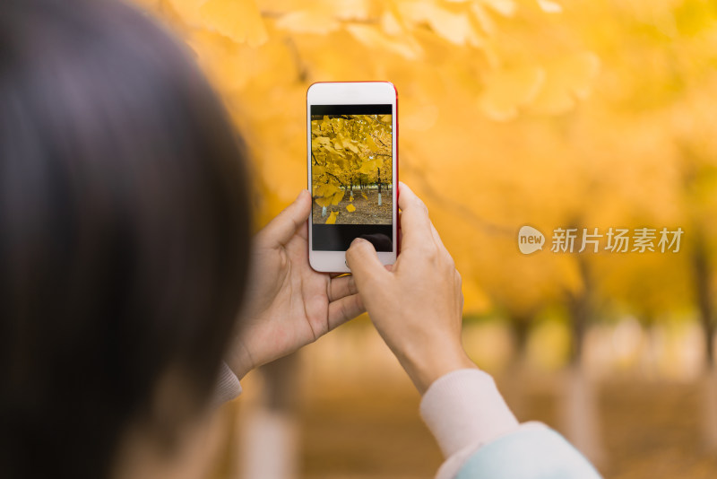 秋天在银杏树林中使用手机拍摄的手部特写