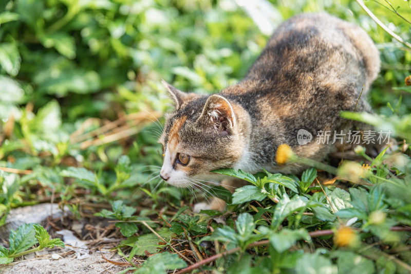 小猫咪、狸花猫、宠物猫