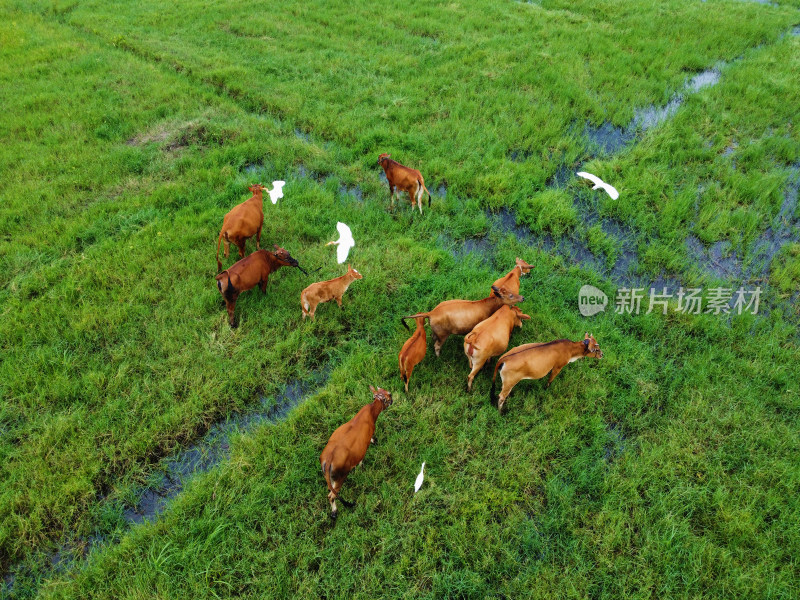 牧场草地上散养黄牛牛群的俯拍景象