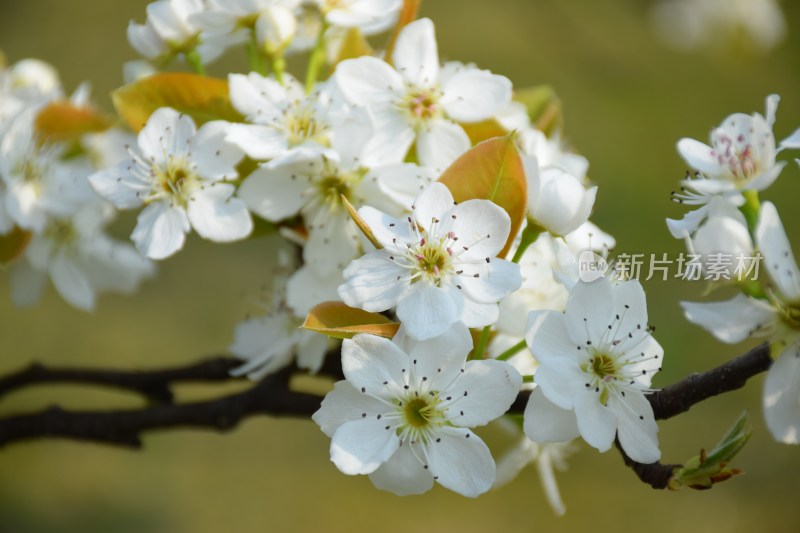 盛开的白色梨花特写