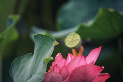 夏天的荷花