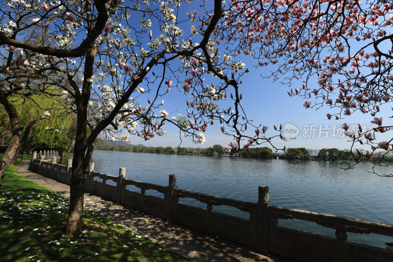 杭州西湖第一名园西湖国宾馆 湖边的玉兰花