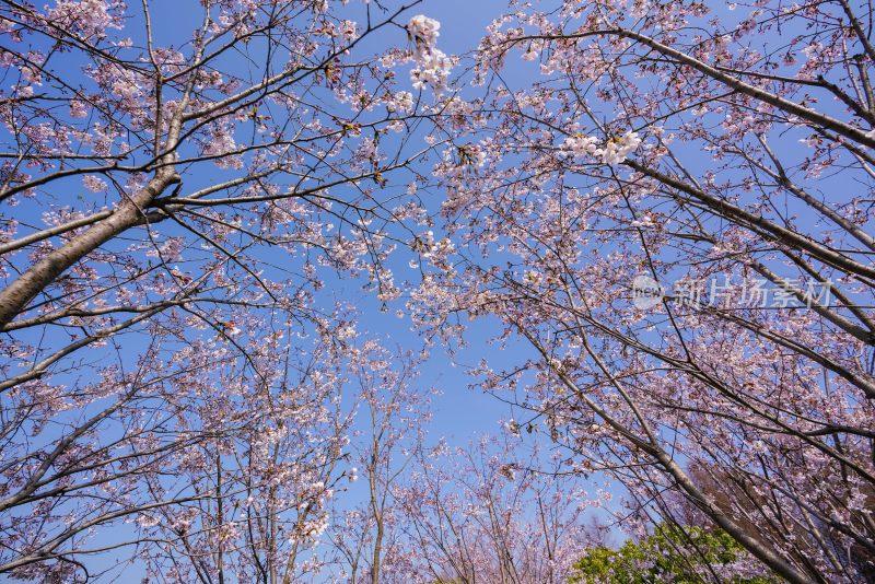 春日樱花季