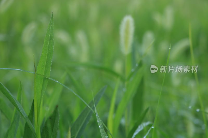 IMG_0124      田野里带露水的的小草
