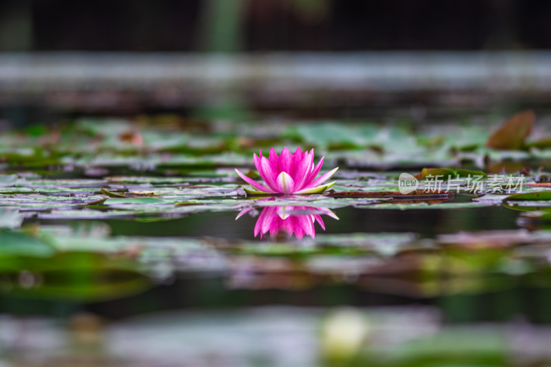 池塘中的荷花莲花