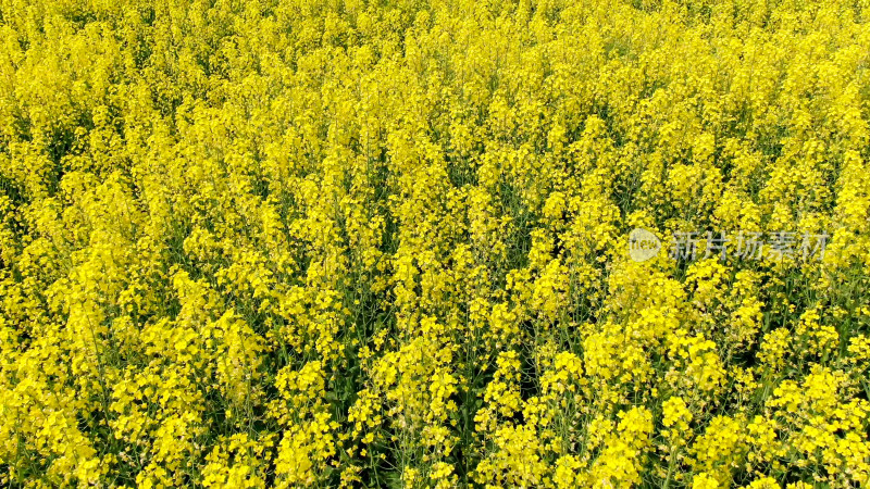 油菜花种植