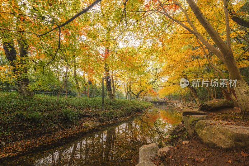 杭州九溪烟树枫叶溪流秋景秋叶