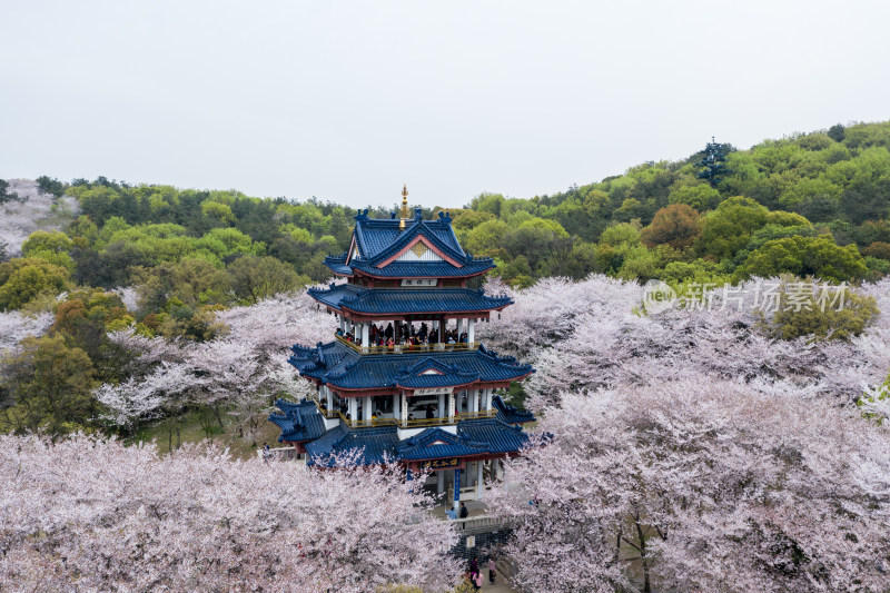 盛开的樱花林