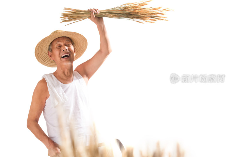老农民拿着麦子