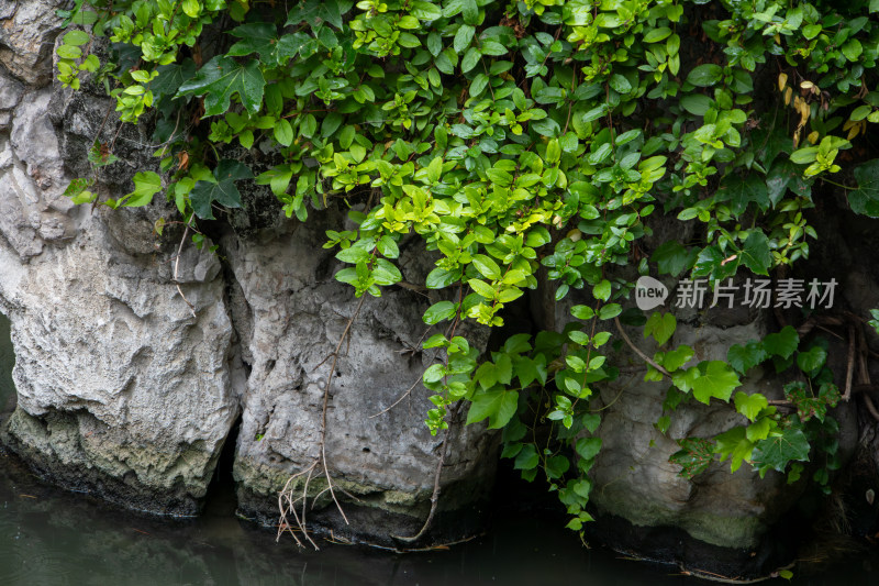 夏日池塘边石墙上的绿植