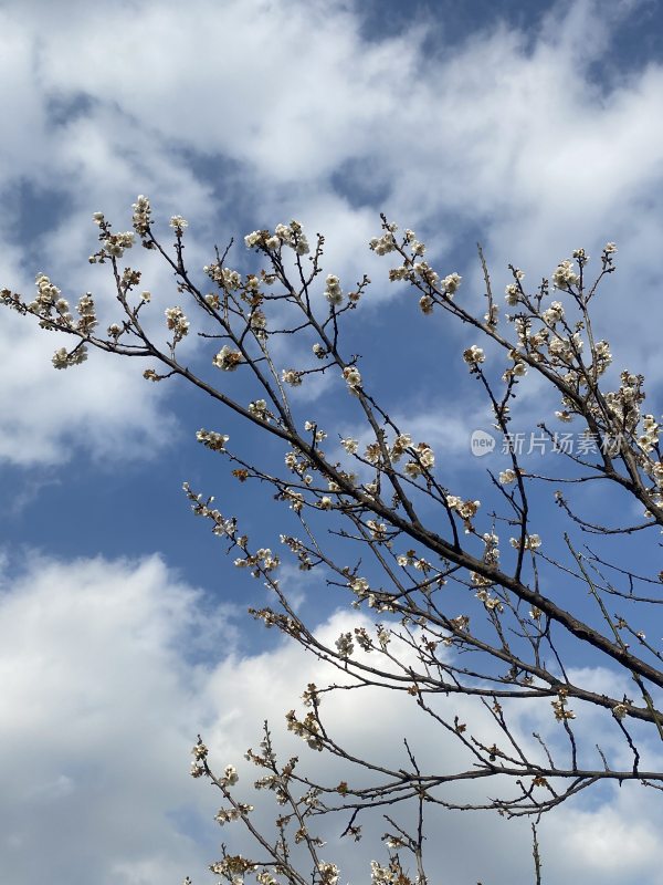 广州萝岗香雪公园梅花盛开