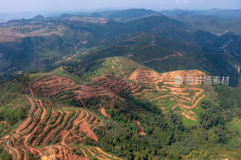 梯田上的绿色希望 仙人掌种植基地