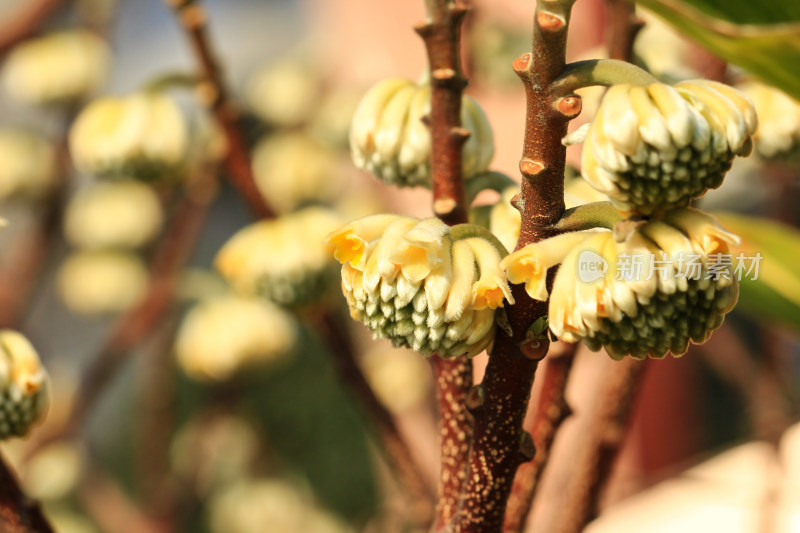 结香花花蕾实拍素材