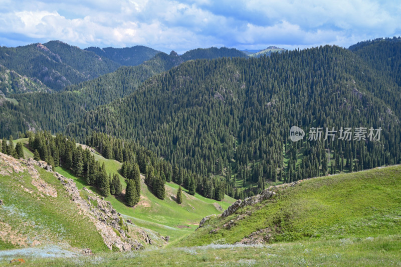 新疆木垒伴山公路 马圈湾的森林景色