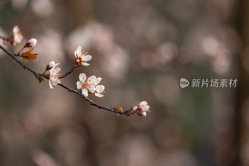 杭州钱塘江畔绽放的粉色李花特写