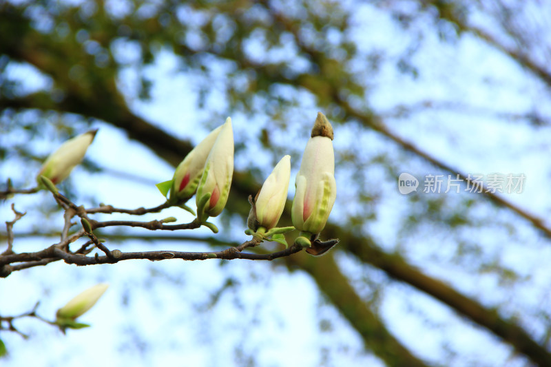 春天白色的玉兰花盛开