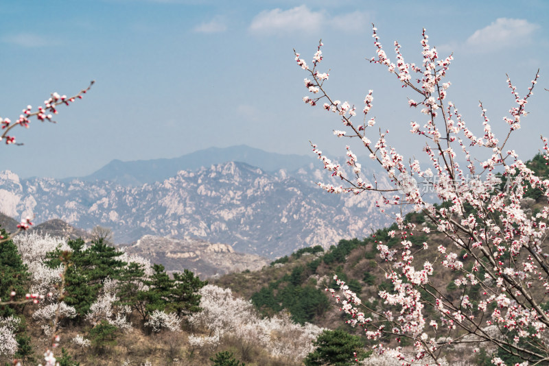 春天北京山区盛开的山杏花和远山