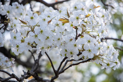 春天雪白色梨花枝头绽放花团锦簇