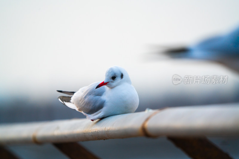 海鸥红嘴鸥