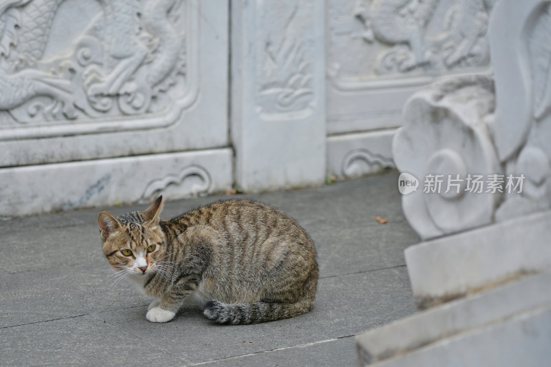 柳州文庙，古建筑与猫