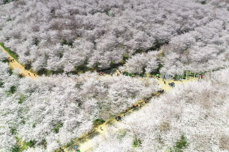 贵州平坝樱花   最美丽最梦幻的樱花园