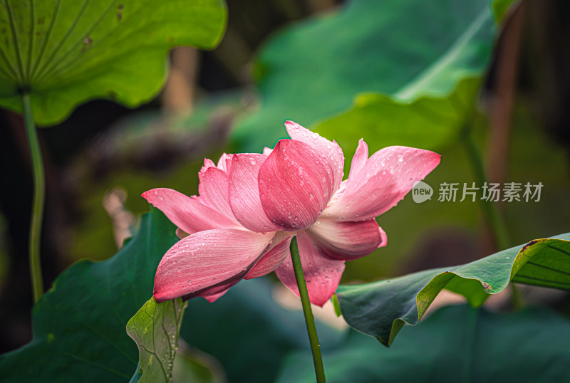 雨后荷花上的水珠