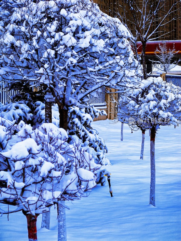 积雪覆盖树木的冬日雪景