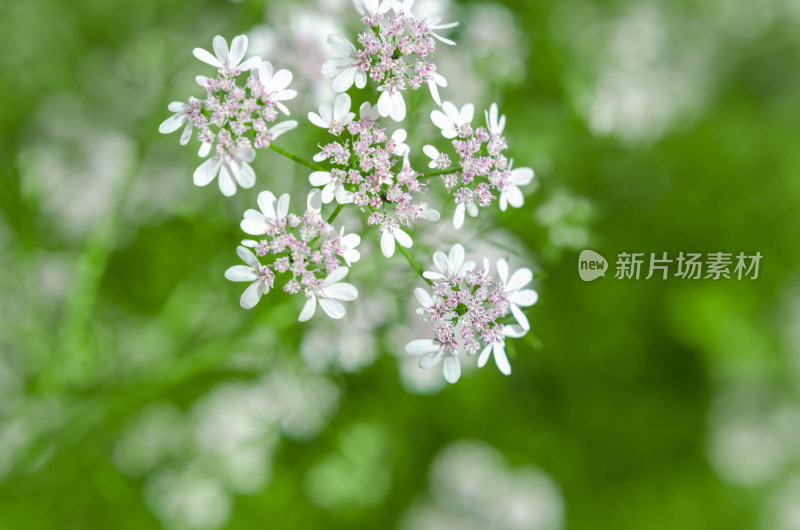 香菜开花了