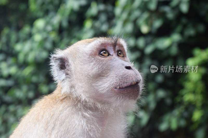 野生动物猴子