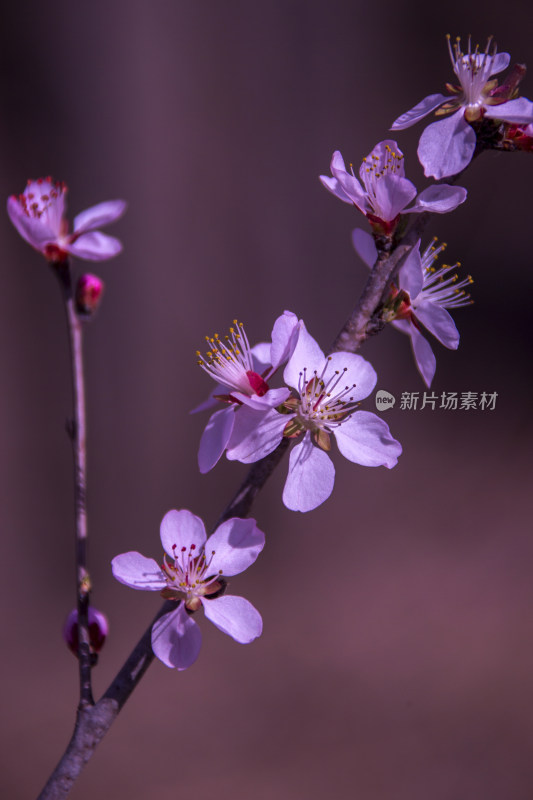 夏日的花草