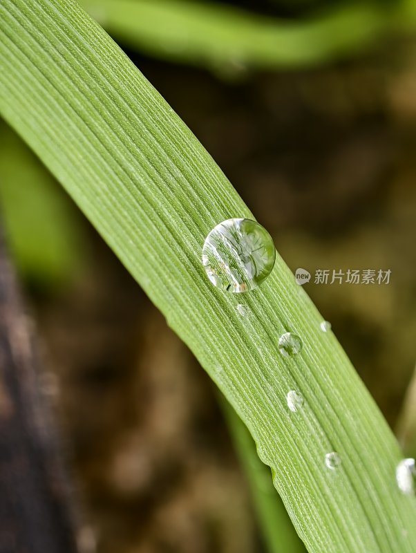 绿叶上的晶莹水珠