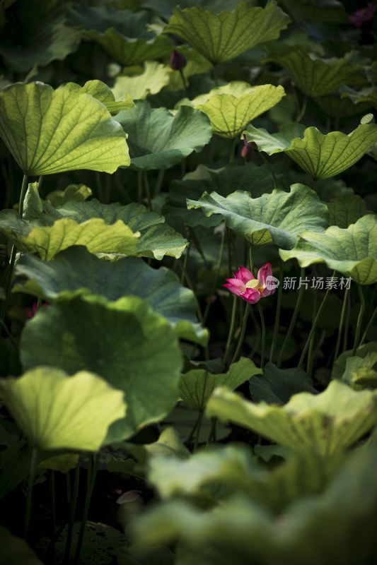 夏季公园荷塘荷叶丛中荷花特写