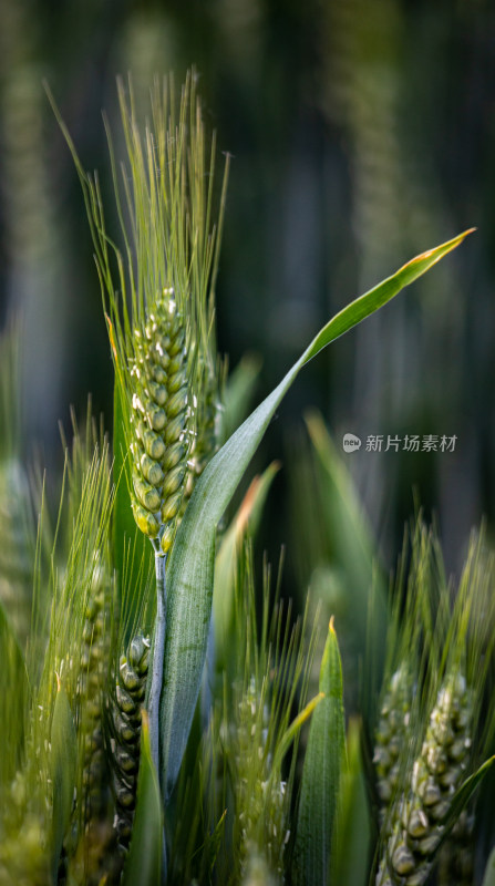 春天的麦田麦穗特写镜头