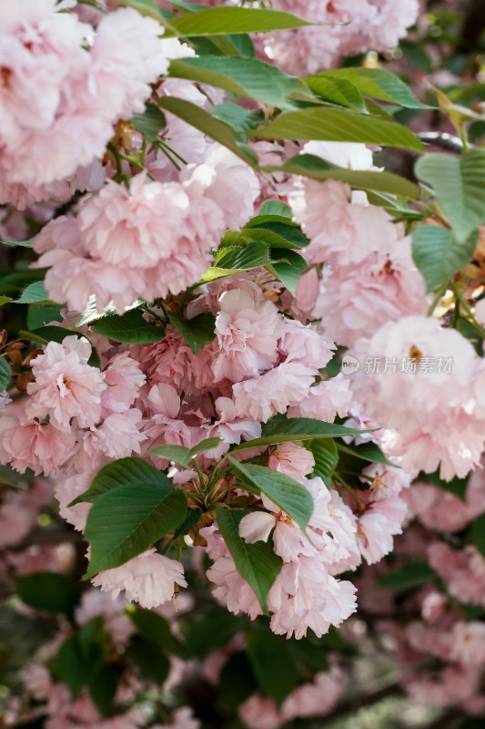 北京朝阳公园樱花