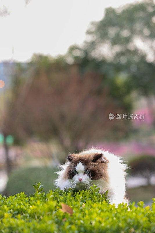 绿色草丛里一只翘首以盼的布偶猫