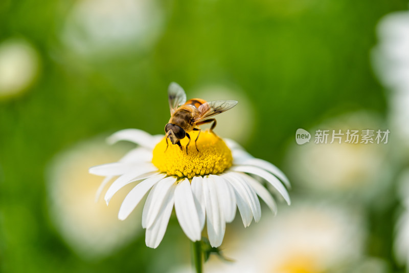 蜜蜂与大白菊特写